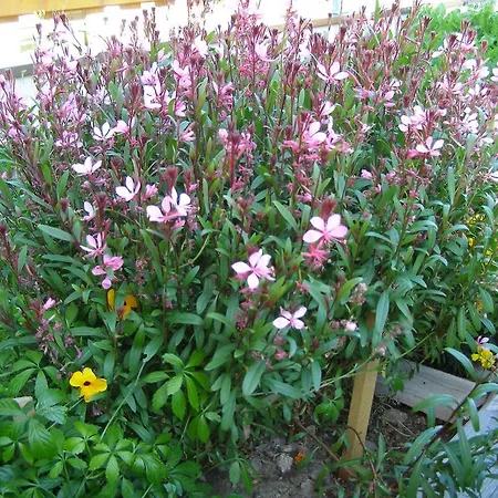 Apartmán Piz Arina Inklusiv Premium - Card Galtür